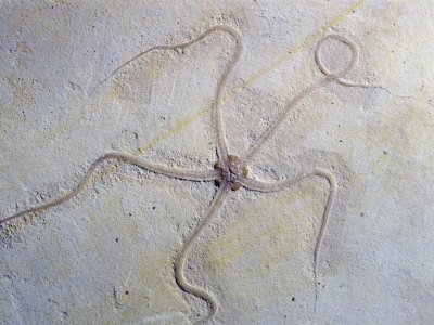 Fossil Brittle Star (Geocoma Carinata), Upper Jurassic Period, 152 M.Y.A., Germany