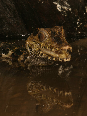 Dwarf Caiman, Paleosuchus Palpebrosus, South America