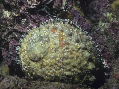 Pink Abalone, Haliotis Corrugata, California, USA