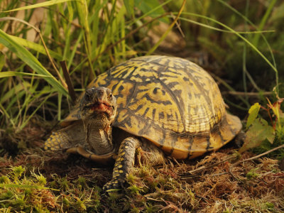 Eastern Box Turtle (Terrapene Carolina Carolina), Michigan, USA