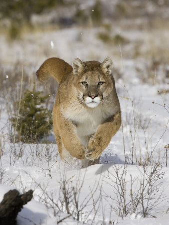 A Puma, Cougar or Mountain Lion, Running Through the Snow, Felis Concolor, North America