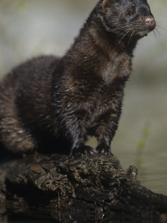 Buy Mink, Mustela Vision, North America at AllPosters.com