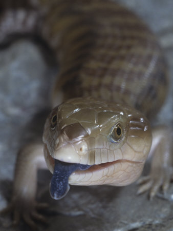 Northern Blue-Tongued Skink, Tiliqua Scincoides Intermedia, Australia