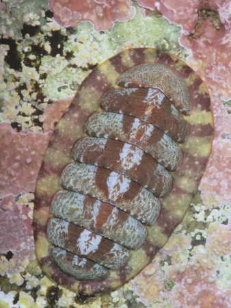 red chiton