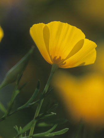 Mexican Gold Poppy, Eschscholzia Mexicana, Picacho Peak State Park, Arizona, USA