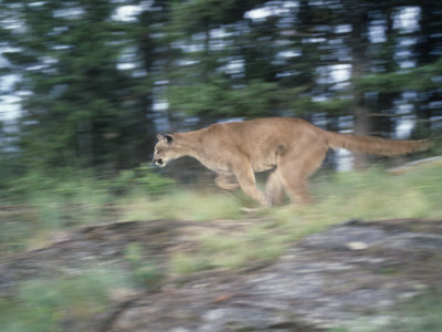 Cougar, Puma, or Mountain Lion Running, Felis Concolor, North America