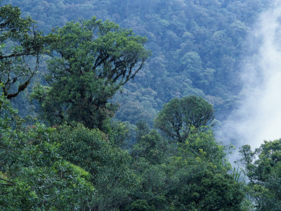 The Tangkoko Rainforest Is the Home of the Celebes Crested Macaque