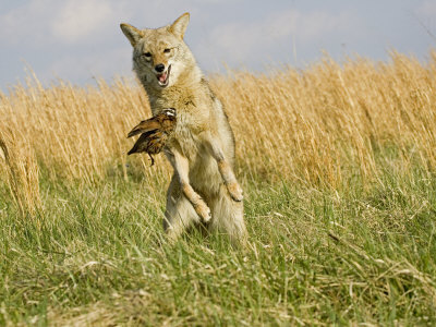 Coyote (Canis Latrans) Capturing Bobwhite Quail Prey, North America