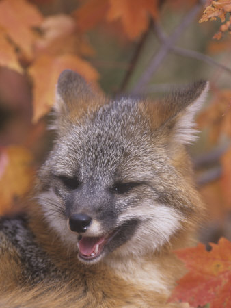 Gray Fox Face (Urocyon Cinereoargenteus), North America