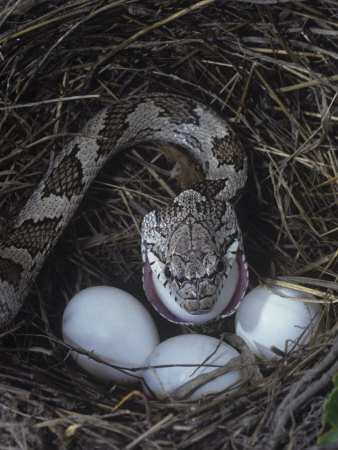 Black Rat Snake Eating an Egg it Has Raided in a Bird Nest, Elaphe Obsoleta, Eastern North America
