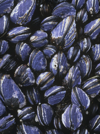 California Mussels, Mytilus Californianus, on Intertidal Rocks, California, Usa, Pacific Ocean