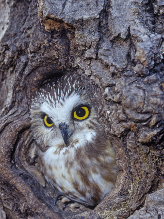 Northern Saw-Whet Owl in a Tree Hollow (Aegolius Acadius), North America