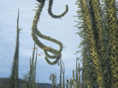 Boojum or Cirio Tree, Idria Columnaris, Baja California, Mexico