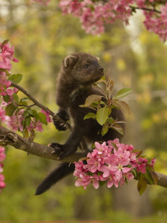 Buy Fisher, Martes Pennanti, Juvenile in a Flowering Tree, North America at AllPosters.com