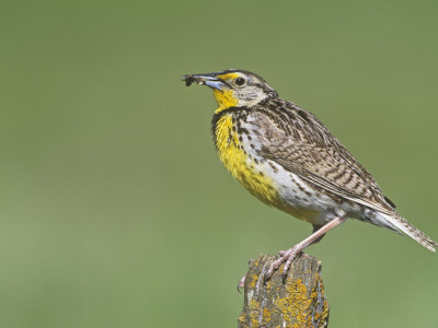 Western Meadowlark with an Insect in its Bill (Sturnella Neglecta), North America
