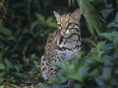 Ocelot, Felis Pardalis, a Threatened Species of Wild Cat, Southern Usa into South America