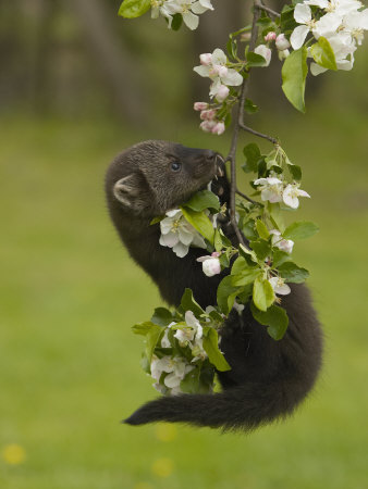 Buy Fisher, Martes Pennanti, Juvenile Hanging from a Flowering Tree Branch, North America at AllPosters.com