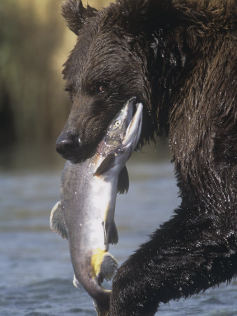 Brown or Grizzly Bear Eating a Salmon, Ursus Arctos, Katmai National Park, Alaska, USA