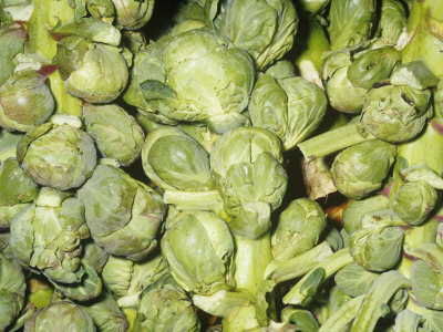 Brussels Sprouts on Stalks ...
