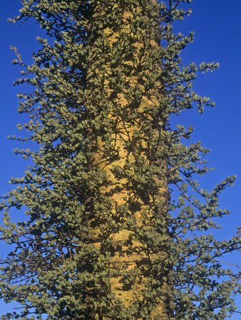 Boojum or Cirio Tree, Idria Columnaris, Baja California, Mexico