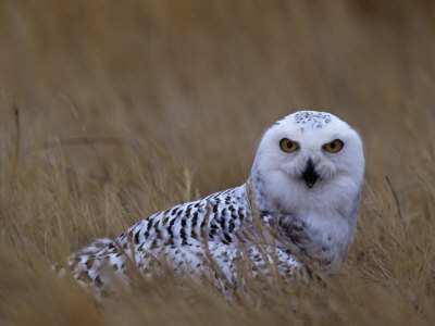 Female Snowy Owl, Nyctea Scandiaca, Standing in Dried Grass, North America