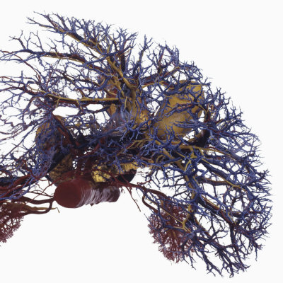 Resin Cast of Liver and Gall Bladder from Above
