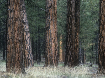 Understory Vegetation and Bark of a Ponderosa Pine Forest, Pinus Ponderosa, Western North America