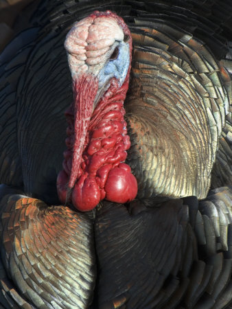 Wild Turkey (Meleagris Gallopavo)