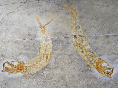Fossil Fish, Jurassic Period, Soinhofen, Germany