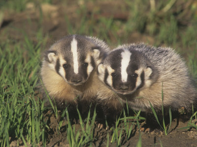 Two American Badger Babies, Taxidea Taxus, Montana, USA