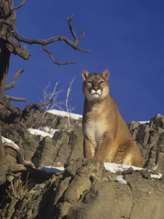 Male Mountain Lion, Cougar, or Puma (Felis Concolor), Western North America
