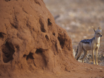 Buy Black-Backed Jackal, Canis Mesomelas, Next to a Termite Mound Samburu, Kenya, Africa at AllPosters.com