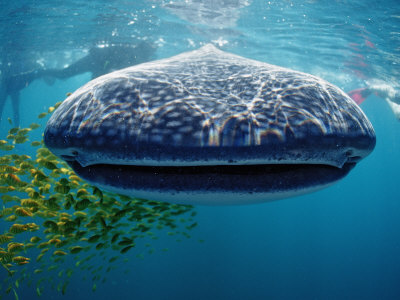 Whale Shark, Rhincodon Thypus, Usa, Haiwaii, Pacific Ocean