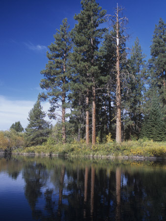 Ponderosa Pines on the Shore of a Mountain Lake, Pinus Ponderosa, Western North America
