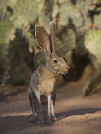 Black-Tailed Jackrabbit