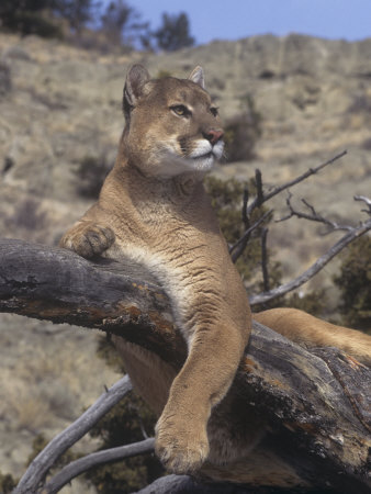 Mountain Lion, Cougar, or Puma (Felis Concolor), Western North America