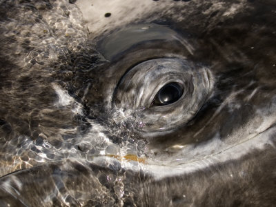 Eye of a Gray Whale, Eschrichtius Robustus, San Ignacio Lagoon, Baja California, Mexico