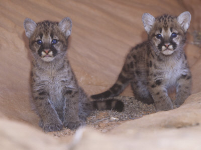 Mountain Lion, Cougar, or Puma Cubs, Felis Concolor, Western USA