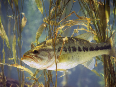 Largemouth Bass (Micropterus Salmoides), the Georgia, Usa State Animal