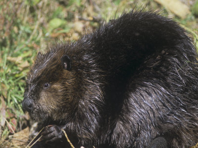 Beaver on Land Near a Pond (Castor Canadensis), North America