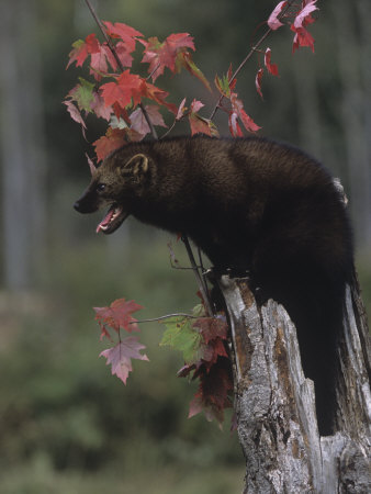 Buy An Aggressive Fisher, Martes Pennanti, in a Hollow Tree, North America at AllPosters.com