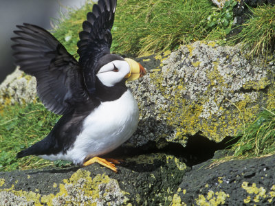 Horned Puffin, Fratercula Corniculata, St. Paul Island, Pribilof Islands, Alaska, USA