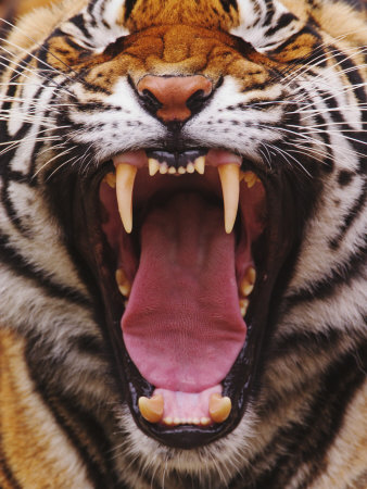 Bengal Tiger Face Showing Teeth and Tongue, Panthera Tigris, Asia