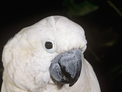 Umbrella or White-Crested Cockatoo Head, Cacatua Alba, Polynesia