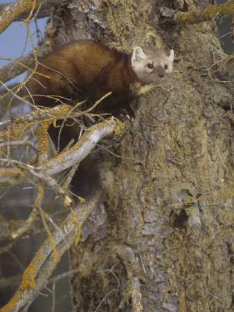 Buy Pine Marten, Martes Americana, North America at AllPosters.com