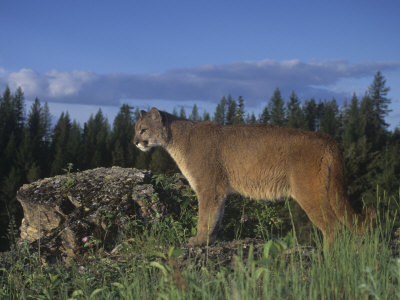 Mountain Lion, Cougar, or Puma, Felis Concolor, Western North America