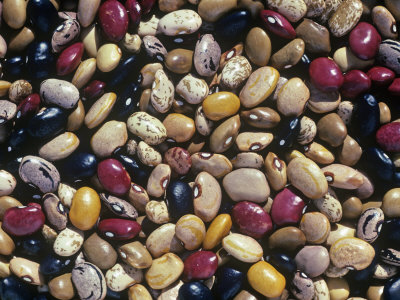 Bean Varieties