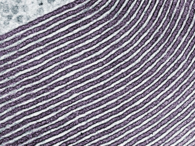 Golgi Apparatus Membranes