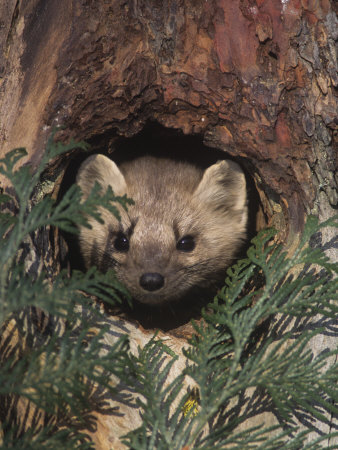 Buy Marten (Martes Americana) Peering from a Hole in a Tree, North America at AllPosters.com