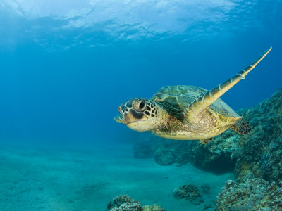 Green Sea Turtle Swimming (Chelonia Mydas), Marshall Islands, Pacific Ocean